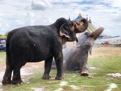 42619795_2185481295066729_7167124738446196736_n